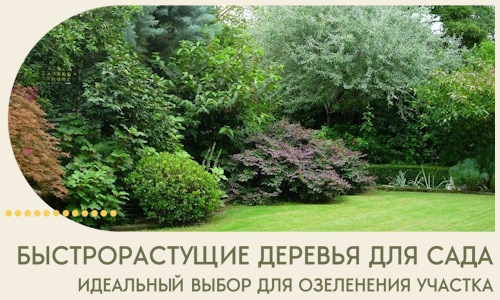 Быстрорастущие деревья для сада идеальный выбор в Лангепасе