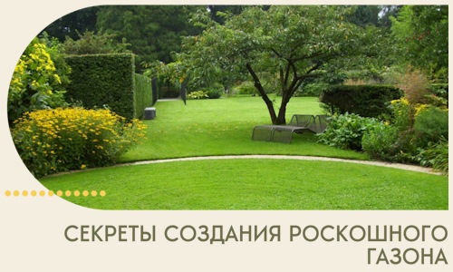 Секреты создания роскошного газона в Лангепасе